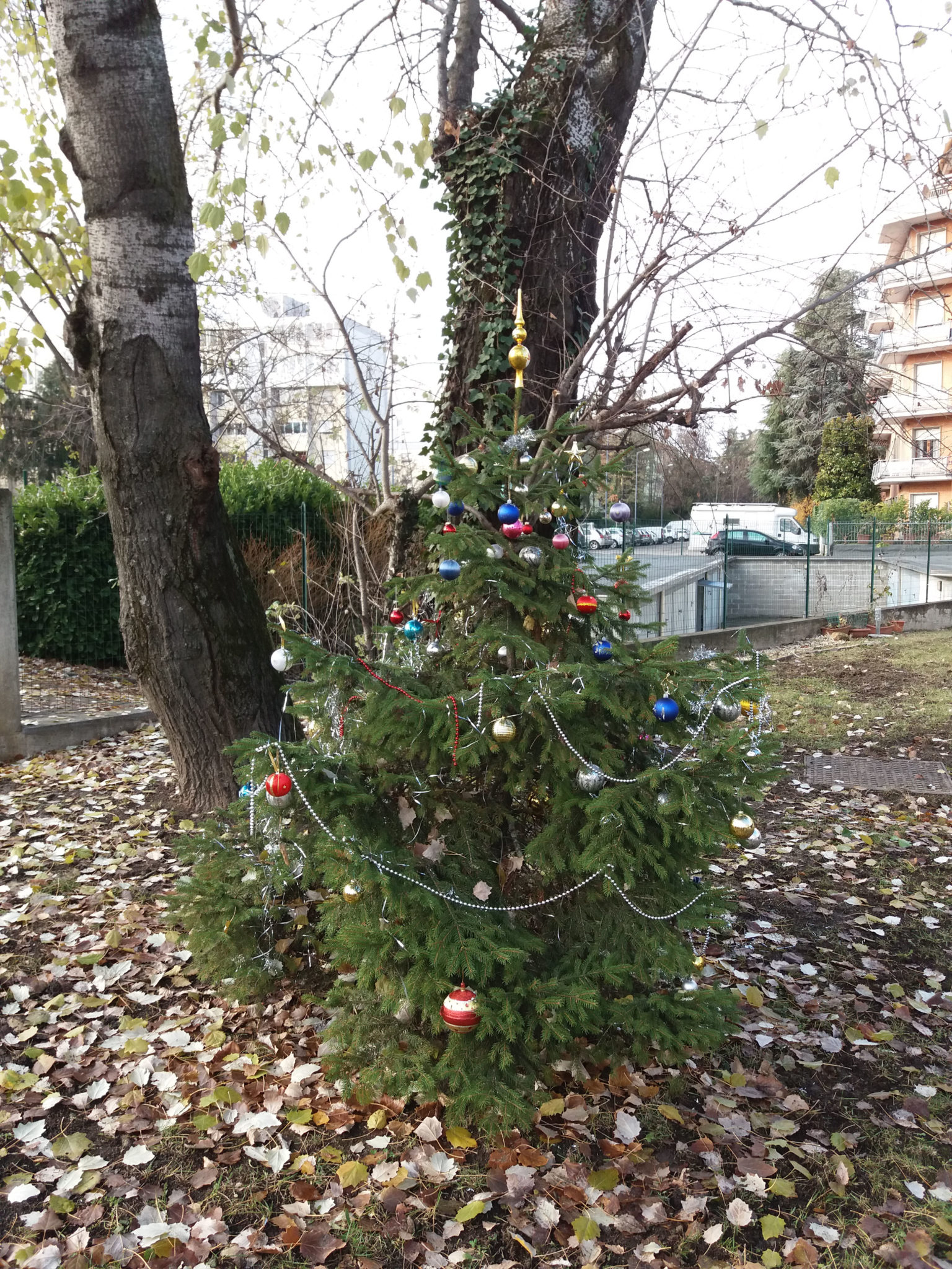 Un'immagine che ritrae ramo, pianta legnosa, albero di natale, decorazione natalizia e ornamento.