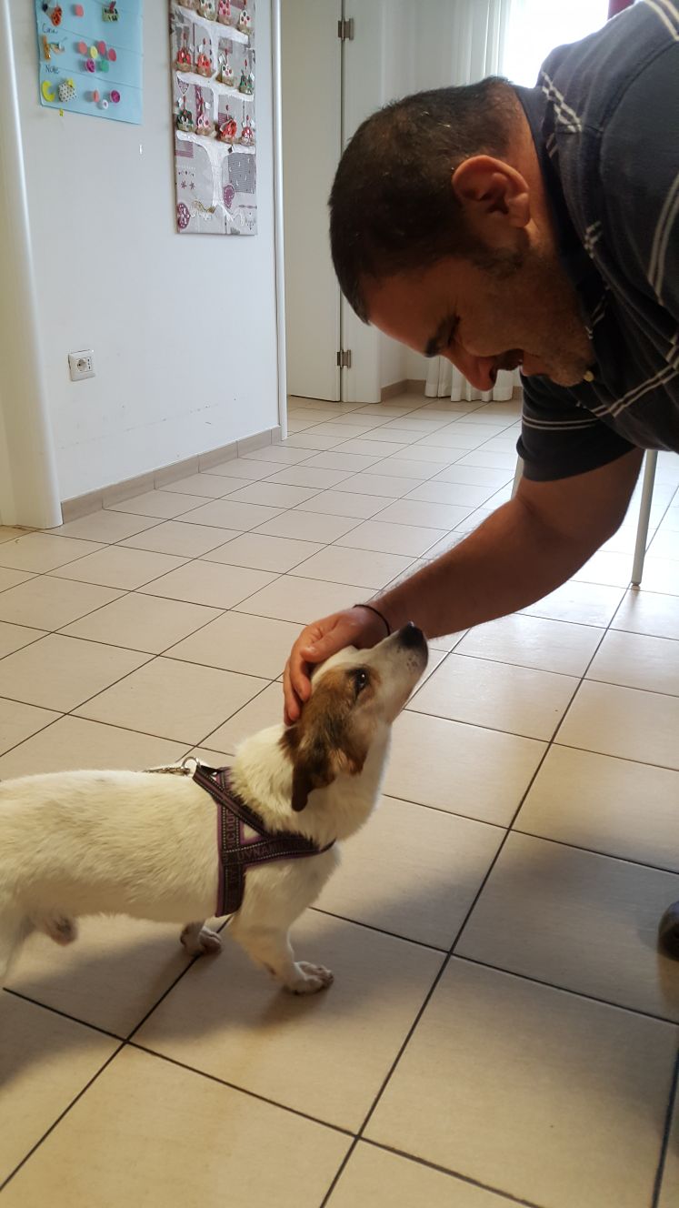 Un'immagine che ritrae cane, carnivori, animale da lavoro, canidi e articoli per animali domestici.
