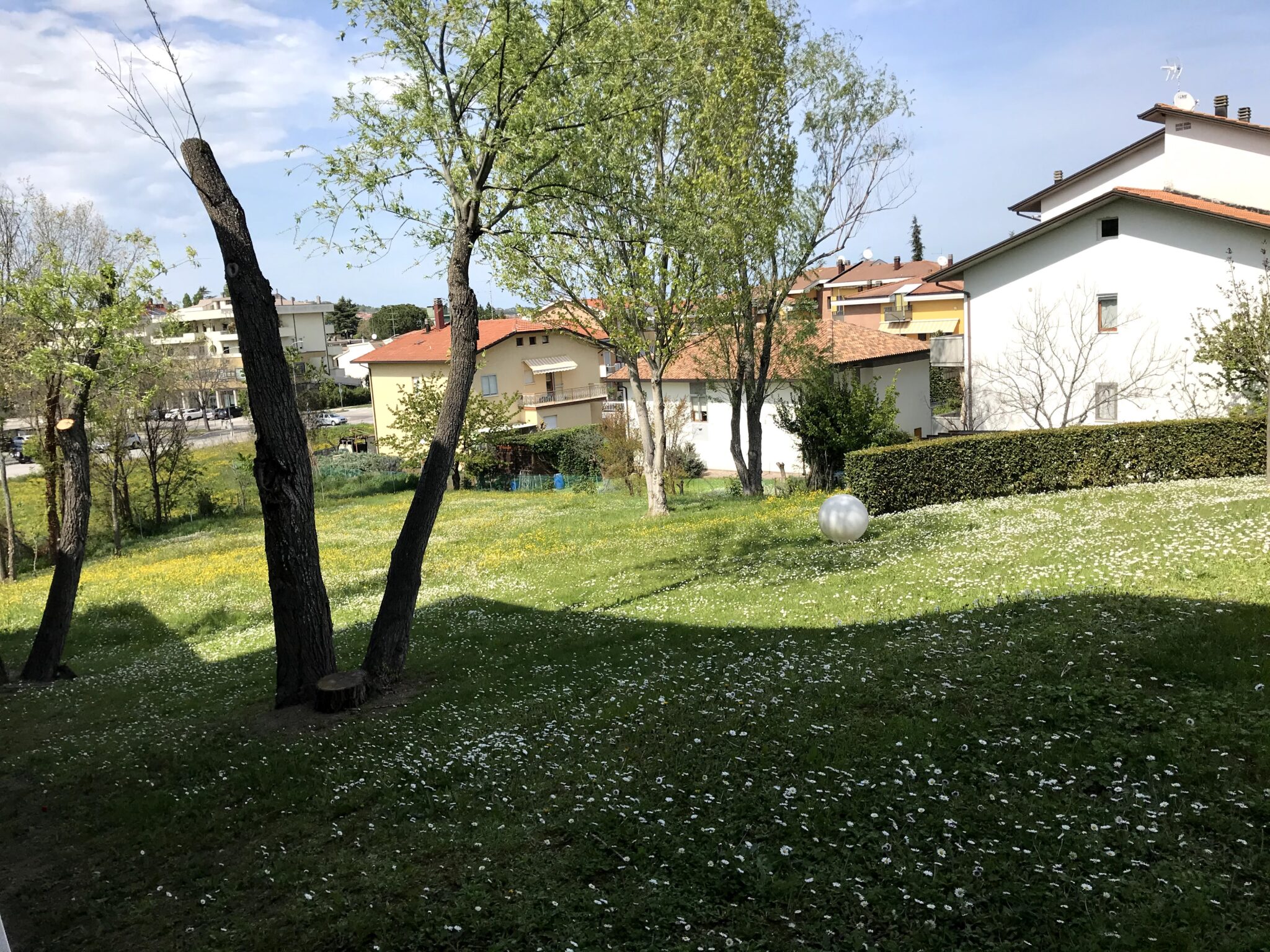 Un'immagine che ritrae erba, foglia, ramo, arbusto e zona residenziale.