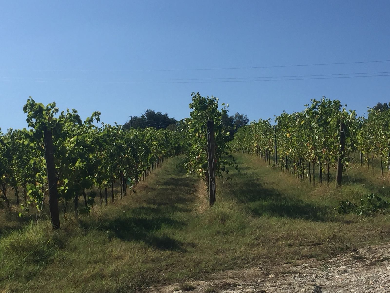 Un'immagine che ritrae verde, agricoltura, pianura, lotto di terreno e piantagione.