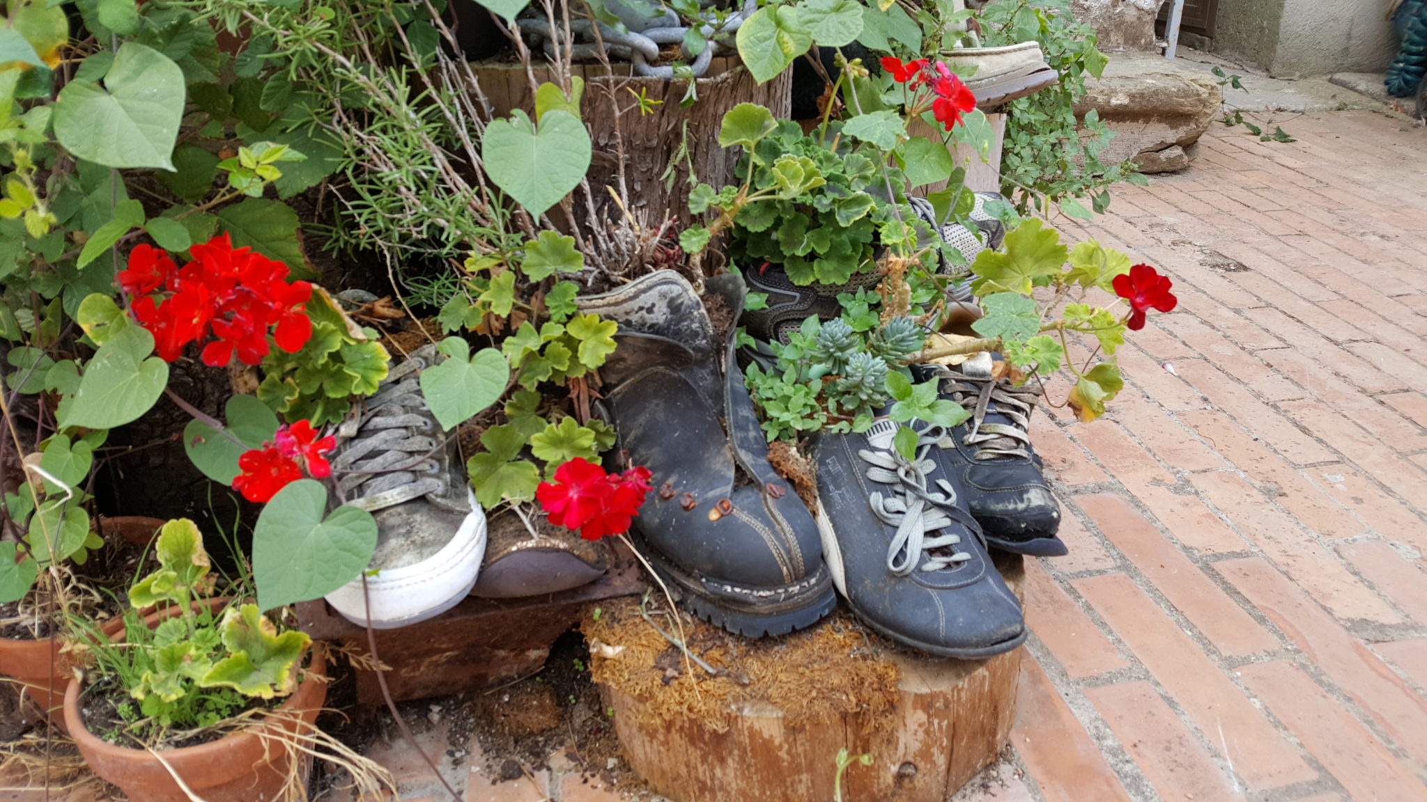 Un'immagine che ritrae vaso di fiori, fioraio, pianta da appartamento, giardino e pianta erbacea.