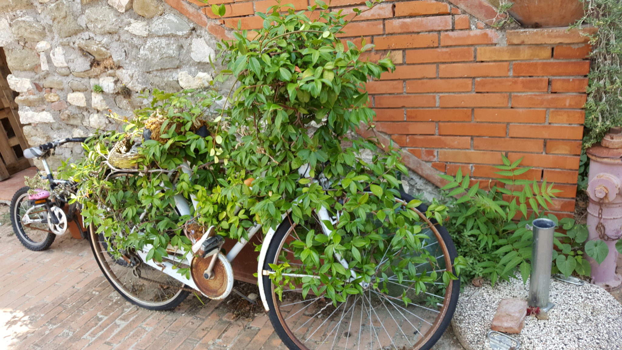 Un'immagine che ritrae bicicletta, ruota, ruota di bicicletta, manubrio della bicicletta e pneumatico per bicicletta.