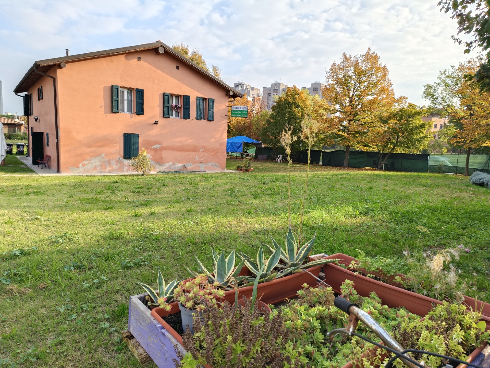 Un'immagine che ritrae erba, arbusto, lotto di terreno, giardino e zona rurale.