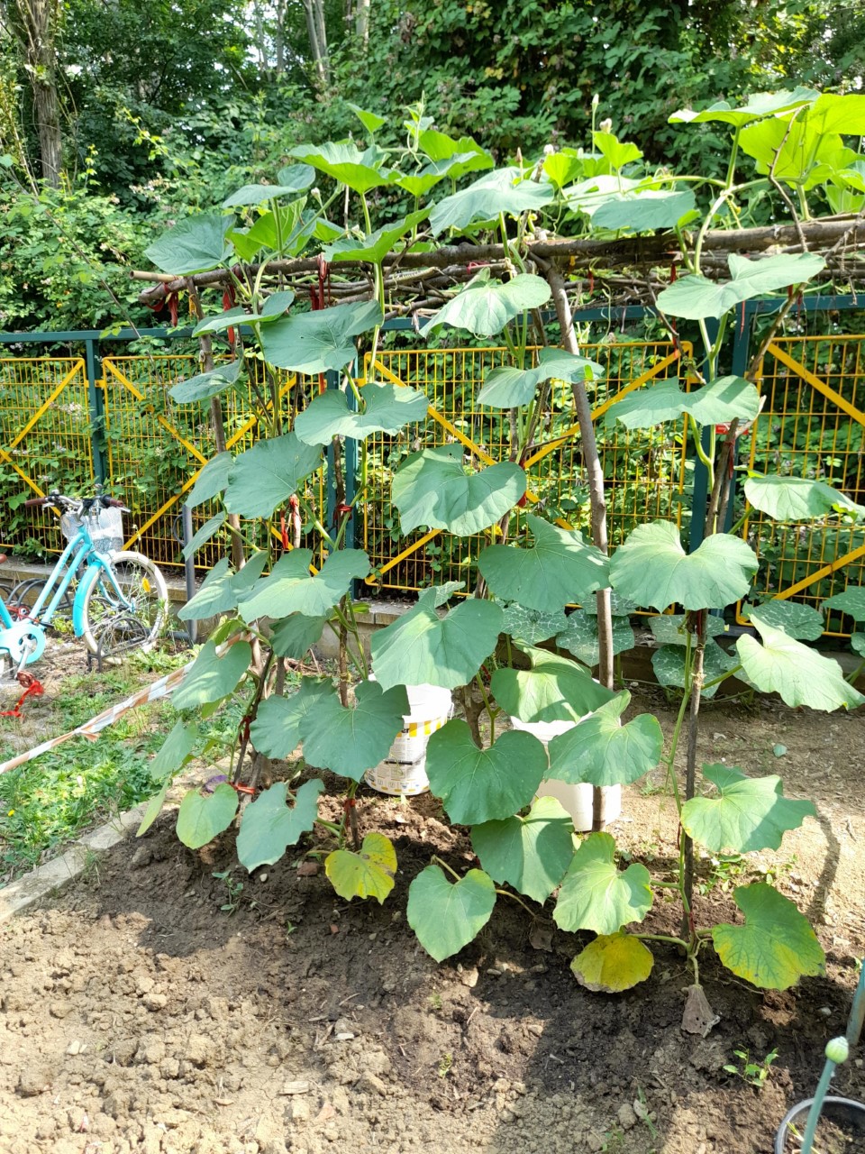 Un'immagine che ritrae verde, cucurbitacee, cucumis, pianta perenne e viti.