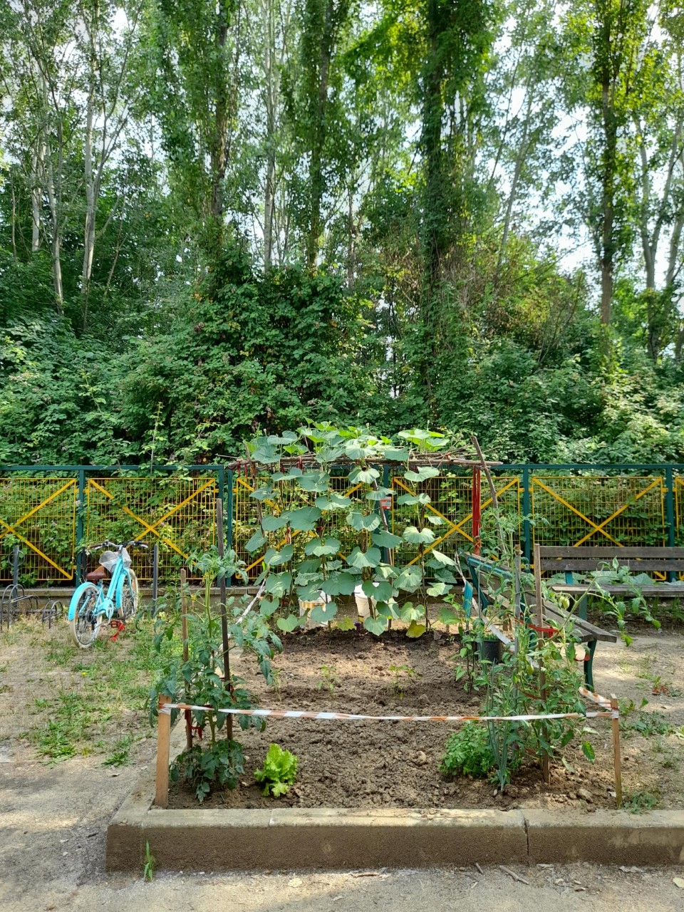 Un'immagine che ritrae piante, giardino, tappezzante, piantagione e suolo.