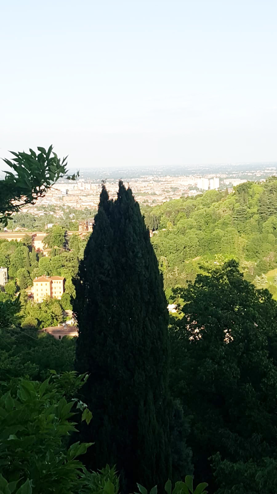 Un'immagine che ritrae foglia, ambiente naturale, natura, vegetazione e conifere.