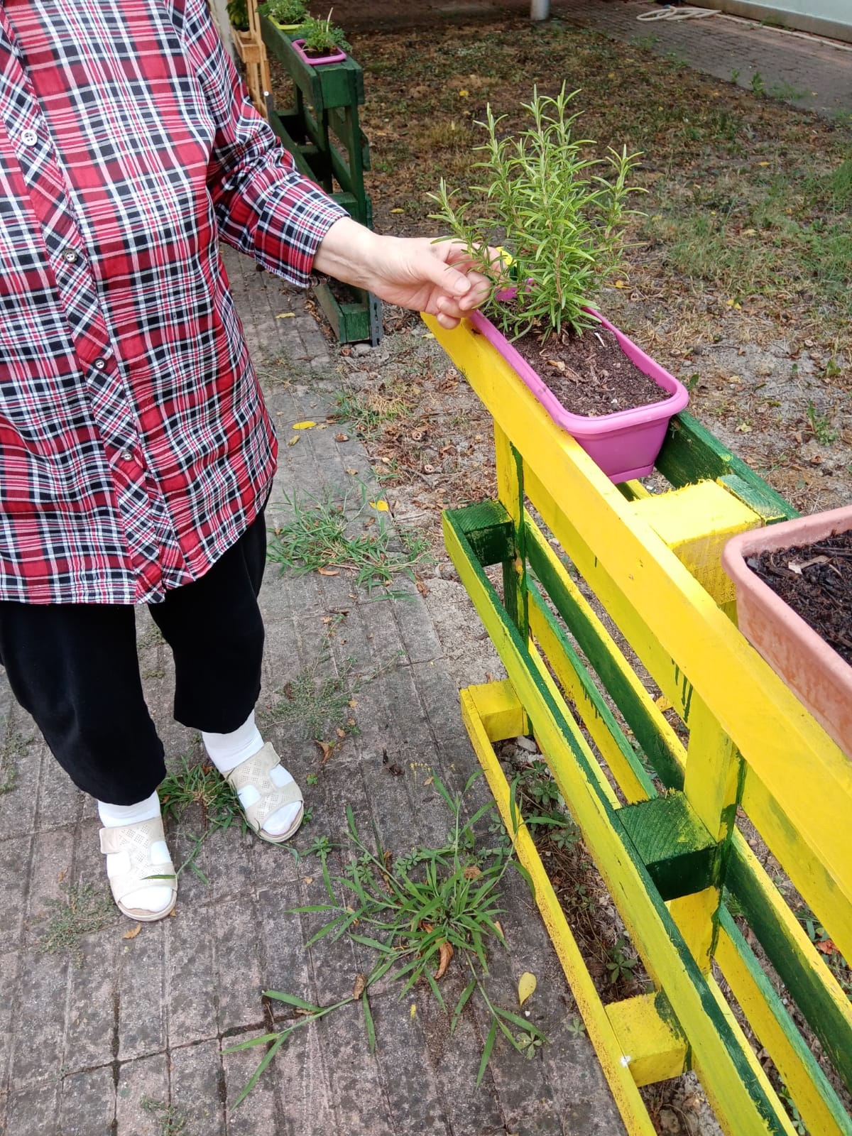 Un'immagine che ritrae vaso di fiori, pianta da appartamento, giardino, giardinaggio e erbe fini.