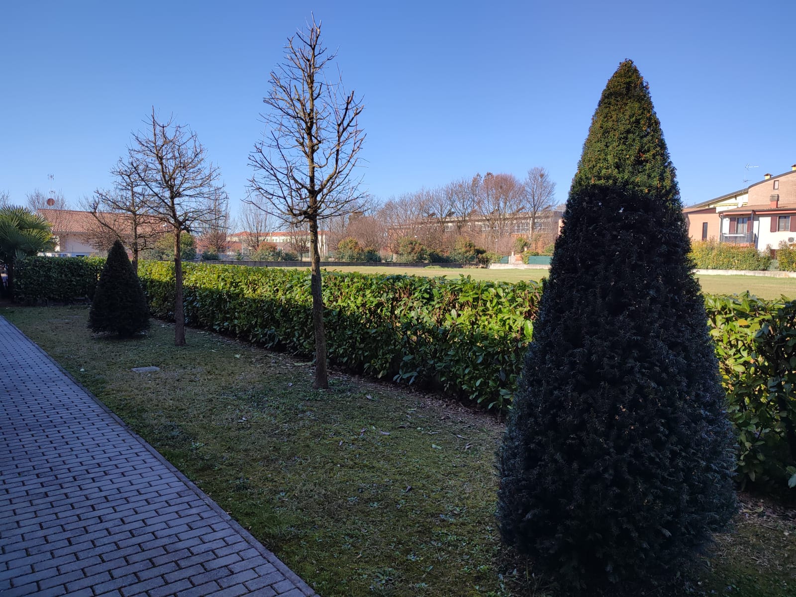 Un'immagine che ritrae arbusto, siepe, pianta legnosa, giardino e cono.