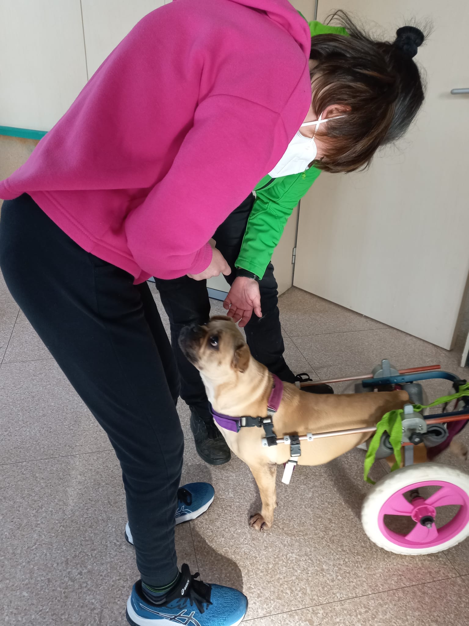 Un'immagine che ritrae cane, carnivori, articoli per animali domestici, guinzaglio e forniture per cani.