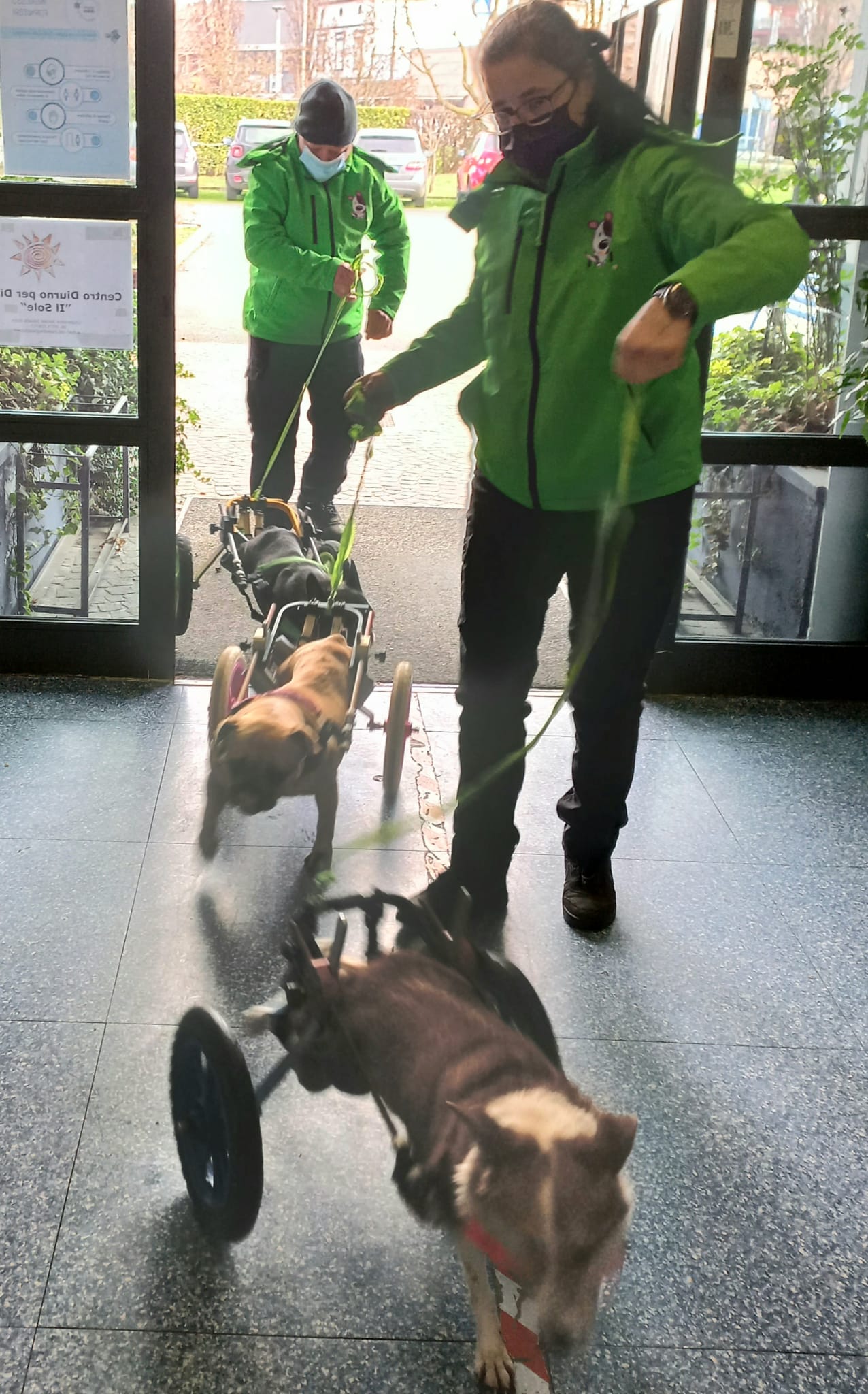 Un'immagine che ritrae cane, carnivori, guinzaglio, articoli per animali domestici e cane da slitta.