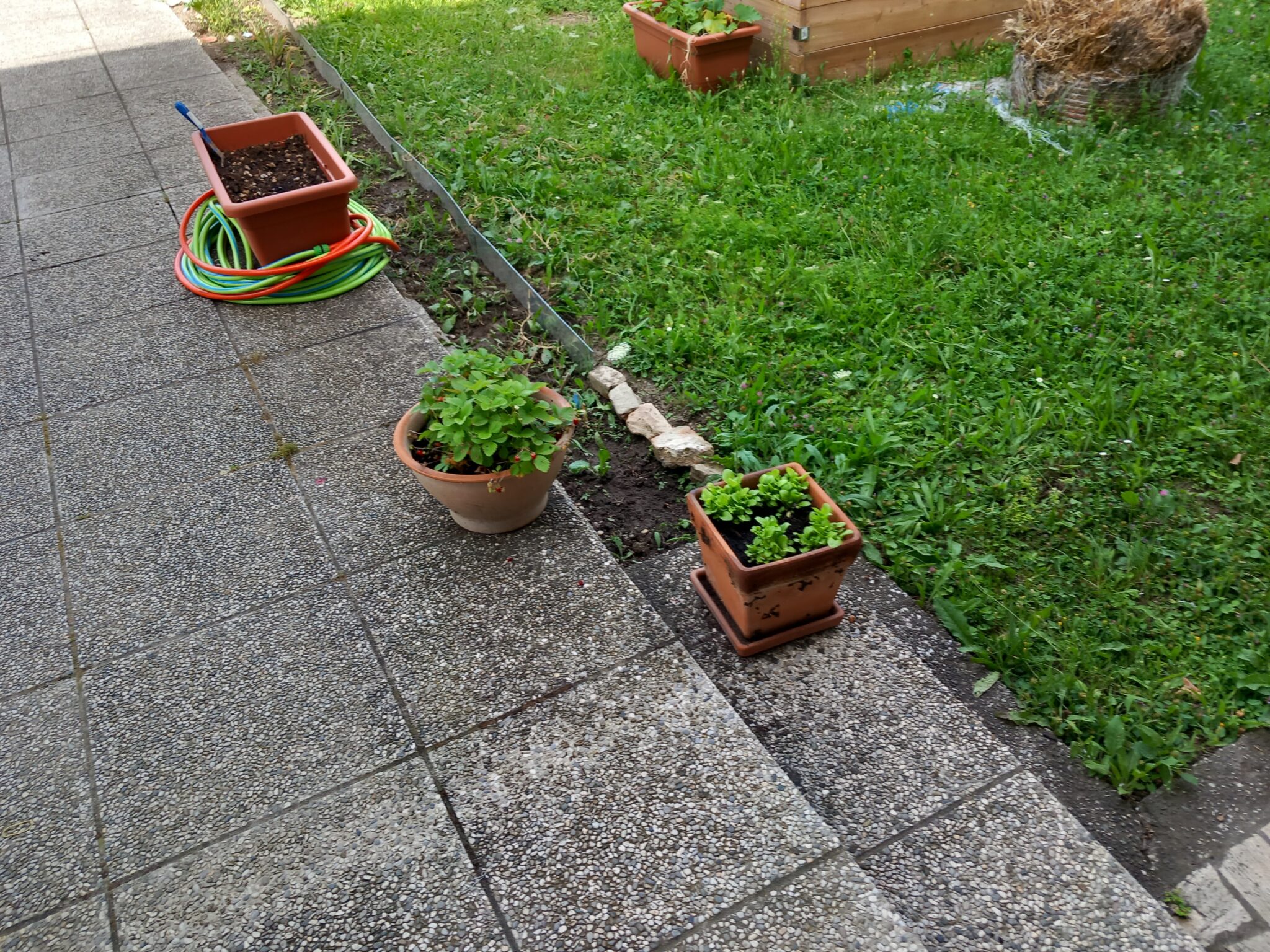 Un'immagine che ritrae verde, tappezzante, erbe, vaso di fiori e giardino.