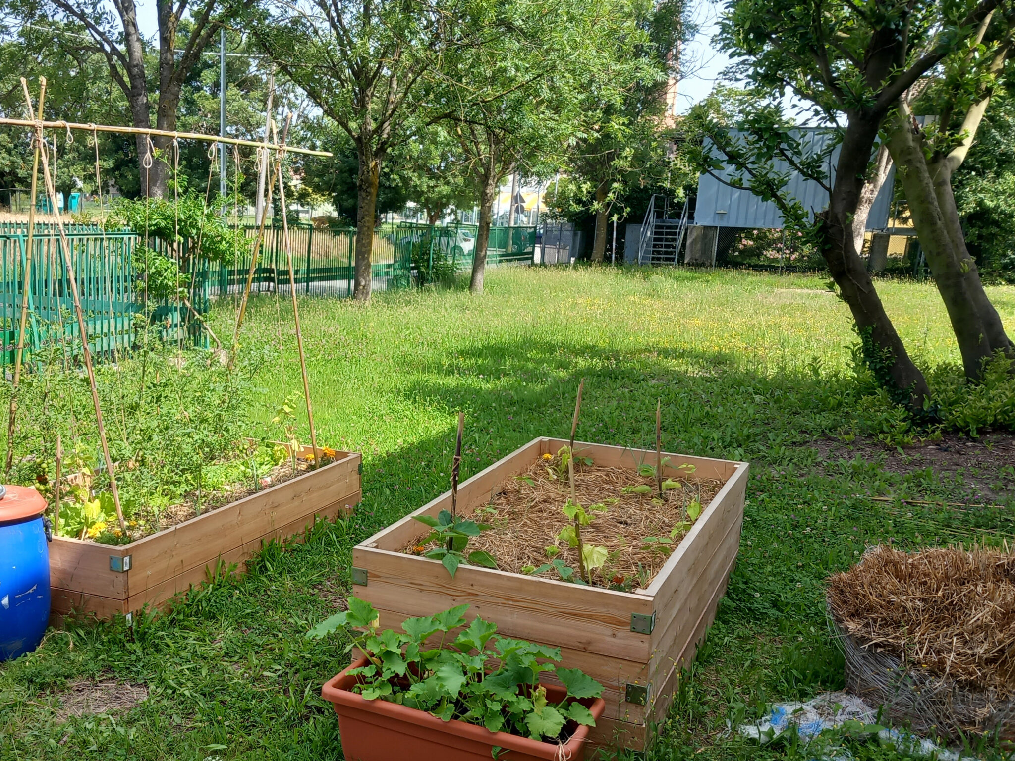 Un'immagine che ritrae piante, giardino, arbusto, cortile e suolo.