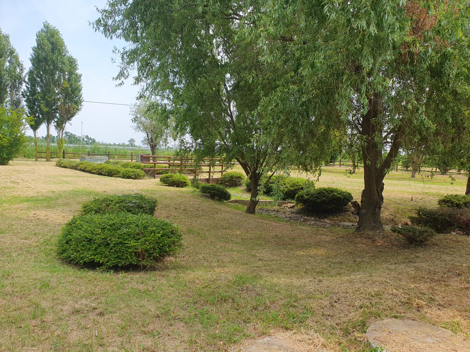 Un'immagine che ritrae albero, piante, arbusto, comunità vegetale e giardino.