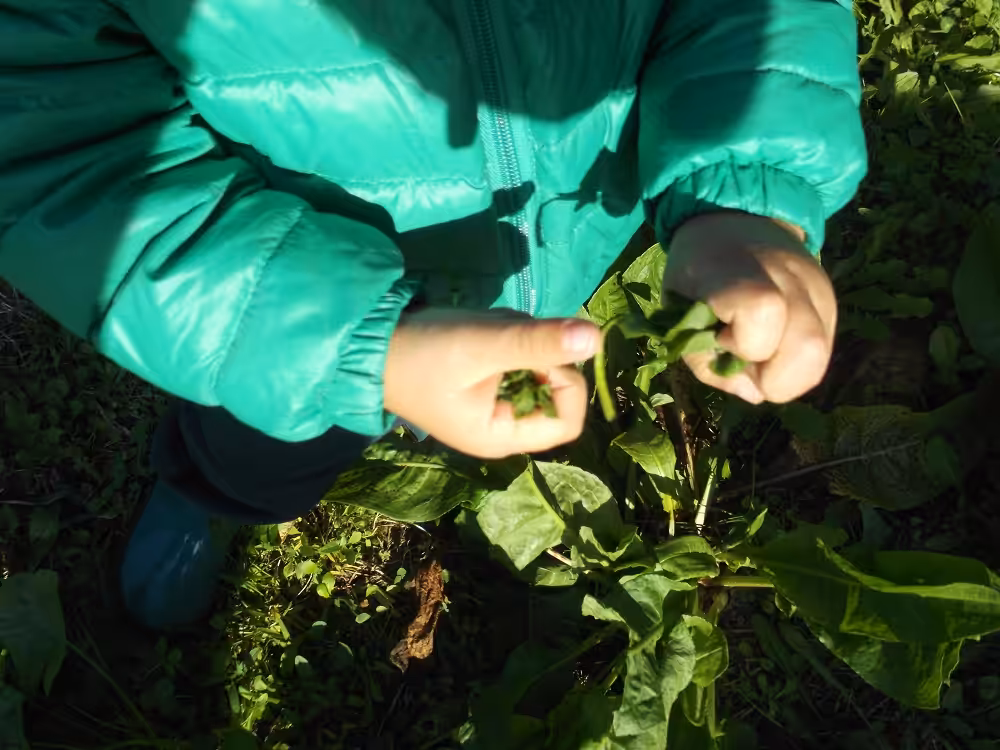 Un'immagine che ritrae verde, foglia, tappezzante, suolo e pianta erbacea.