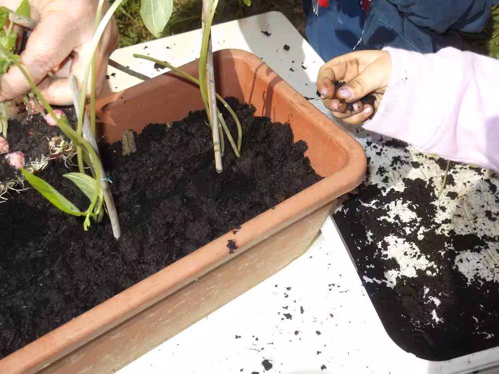 Un'immagine che ritrae vaso di fiori, suolo, compost, pianta da appartamento e stelo della pianta.