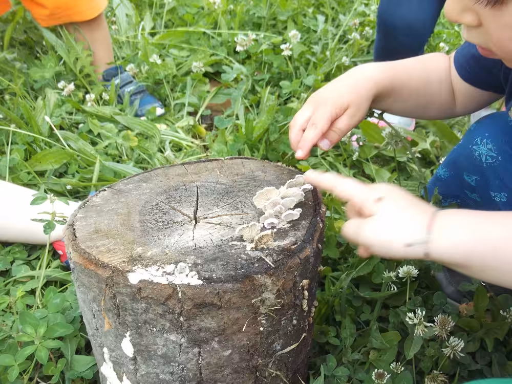 Un'immagine che ritrae suolo e ceppo d'albero.