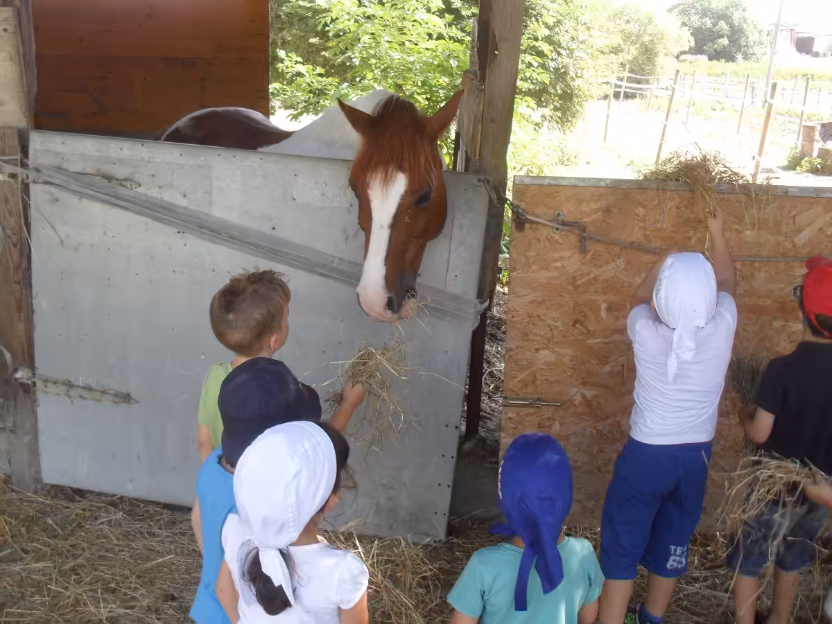 Un'immagine che ritrae cavallo, animale da lavoro, stabile, acetosa e bambino.