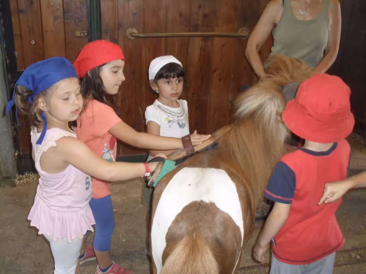 Un'immagine che ritrae cavallo, briglia, animale da lavoro, finimenti per cavalli e cavezza.