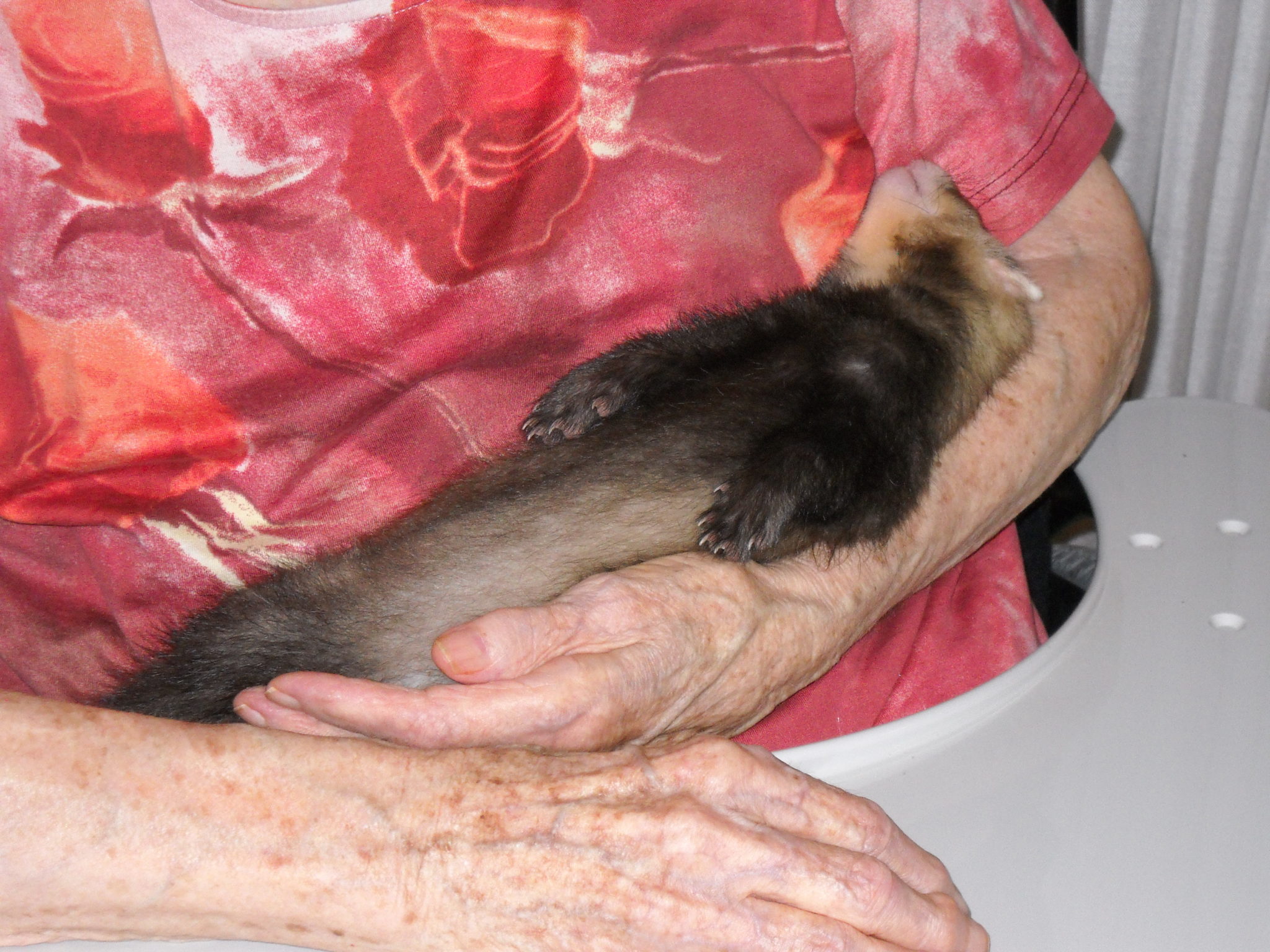 Un'immagine che ritrae mustelidi, mustelinae, carnivori, pelliccia e furetto.