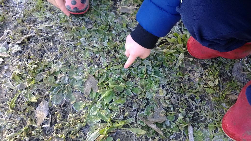Un'immagine che ritrae verde, tappezzante e erba.