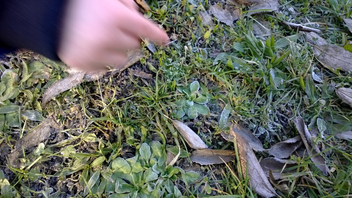 Un'immagine che ritrae verde, foglia, tappezzante, pianta erbacea e erba.