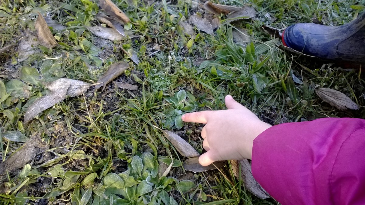 Un'immagine che ritrae verde, foglia, tappezzante e erba.