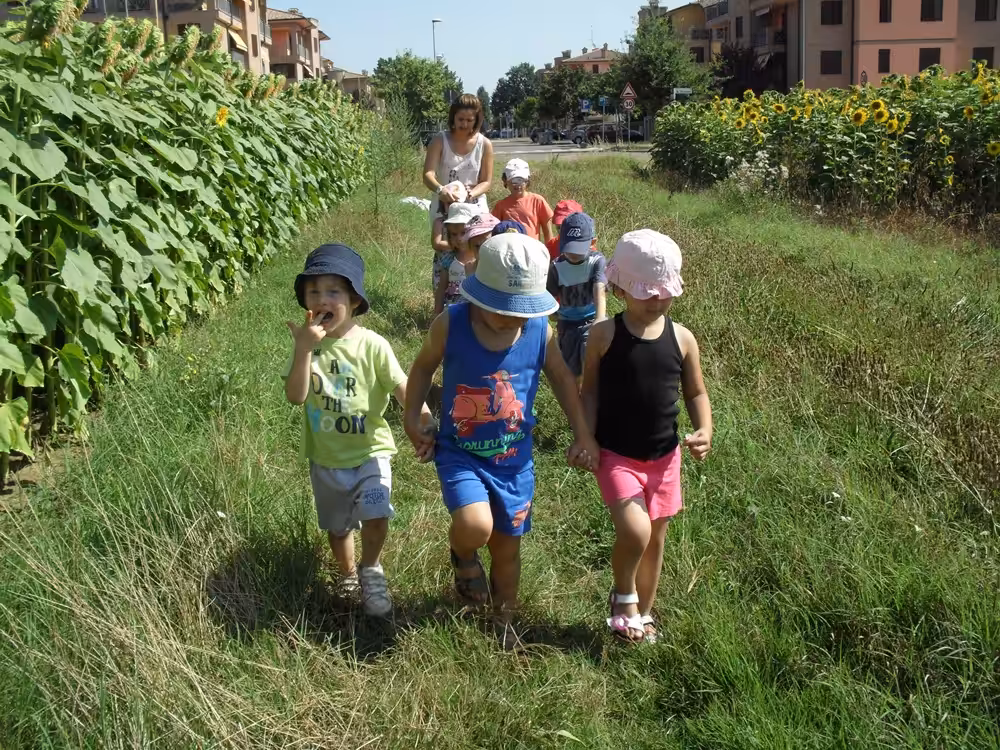 Un'immagine che ritrae piante, piantagione, campo, zona rurale e agricoltura.