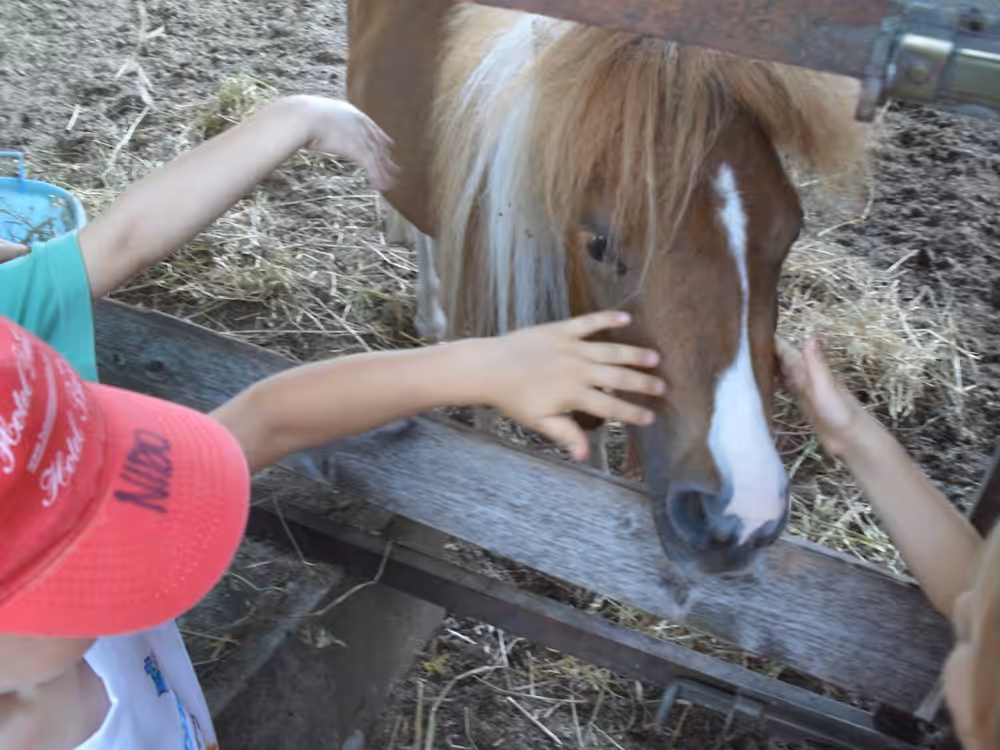 Un'immagine che ritrae cavallo, animale da lavoro, pony, forniture per cavalli e animale terrestre.