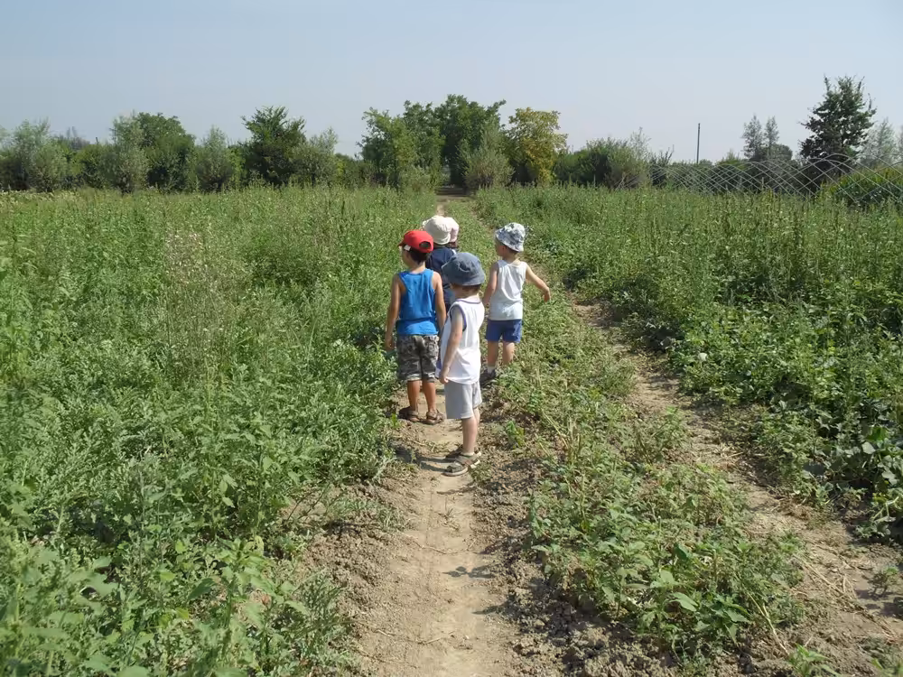 Un'immagine che ritrae comunità vegetale, piantagione, campo, agricoltura e erbe.