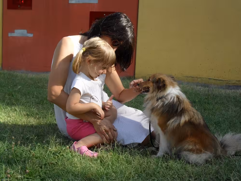 Un'immagine che ritrae cane, vertebrato, carnivori, canidi e divertimento.