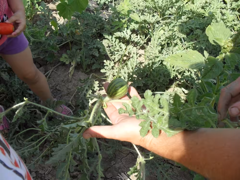Un'immagine che ritrae produrre, alimenti naturali, citrullo, melone e anguria.
